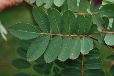 Sorbus pseudohupehensis - jeřáb hupejský  