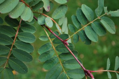 Sorbus pseudohupehensis - jeřáb hupejský 