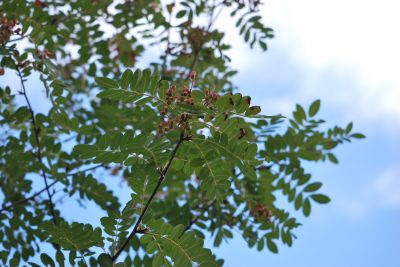 Sorbus pseudohupehensis - jeřáb hupejský - plody
