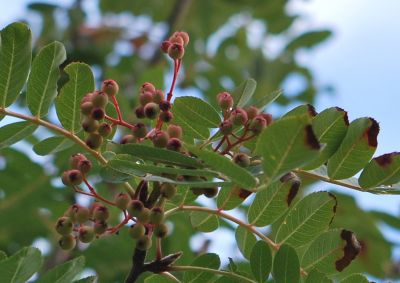 Sorbus pseudohupehensis - jeřáb hupejský - plody