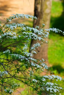 Spiraea × arguta - tavolník význačný - celek v květu