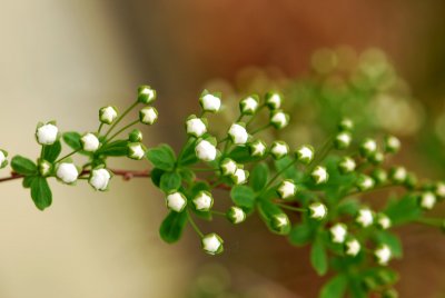 Spiraea × arguta - tavolník význačný - pupen květ