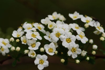 Spiraea × arguta - tavolník význačný - pupen květ2
