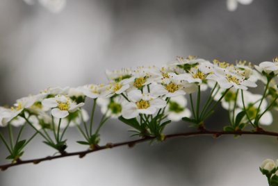 Spiraea × arguta - tavolník význačný - pupen květ3
