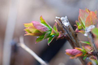 Spiraea × bumalda - tavolník nízký - list jaro