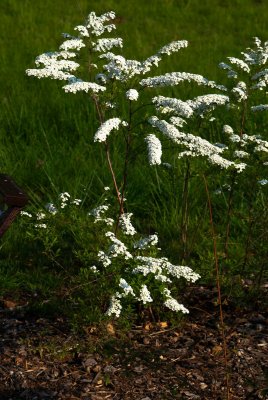 Spiraea × cinerea 'Grefsheim' - távolník popelavý - celek