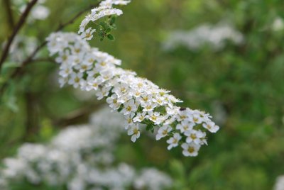 Spiraea × cinerea 'Grefsheim' - tavolník popelavý 'Grefsheim' - kvetoucí větévka