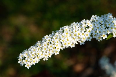 Spiraea × cinerea 'Grefsheim' - távolník popelavý - květ