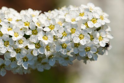 Spiraea × cinerea 'Grefsheim' - távolník popelavý - květ2