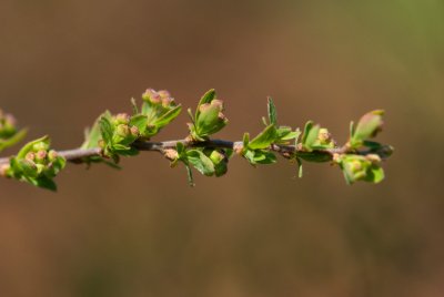 Spiraea × cinerea 'Grefsheim' - távolník popelavý - list jaro, květ jaro
