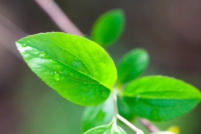 Spiraea prunifolia - tavolník třešňolistý - list