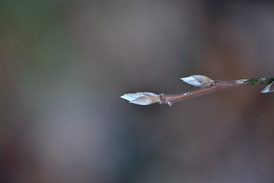 Stewartia monadelpha - stewartie jednobratrá - zimní pupeny
