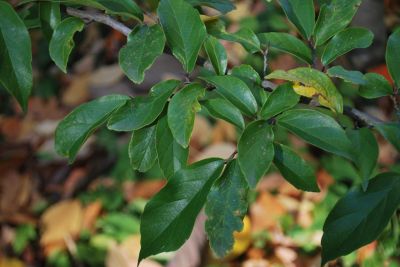 Sycoparrotia semidecidua × - sykoparocie