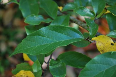 Sycoparrotia semidecidua × - sykoparocie 