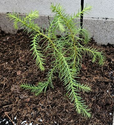 Taiwania cryptomerioides - tajvánie kryptomeriovitá - skleník