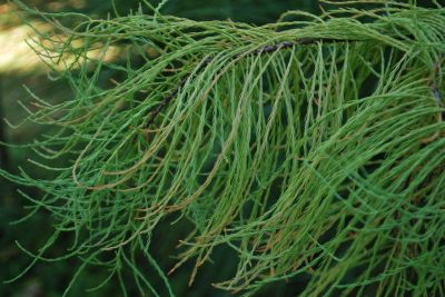 Taxodium ascendens - tisovec vystoupavý - podzim