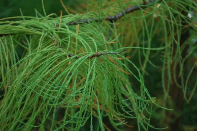 Taxodium ascendens - tisovec vystoupavý - podzim   