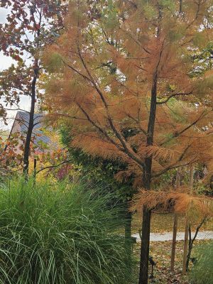 Taxodium ascendens - tisovec vystoupavý - podzim