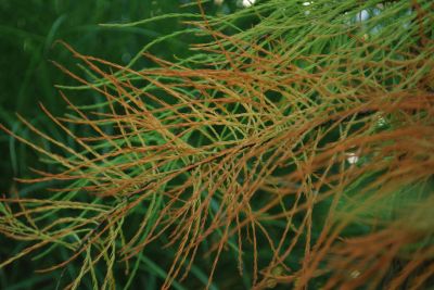 Taxodium ascendens - tisovec vystoupavý - podzim     