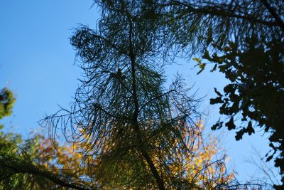 Taxodium ascendens - tisovec vystoupavý - podzim 