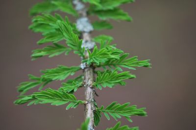 Taxodium distichum - tisovec dvouřadý