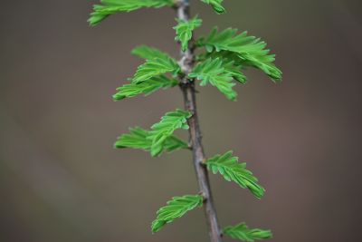 Taxodium distichum - tisovec dvouřadý - jaro