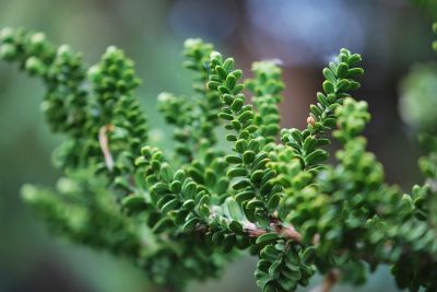Taxus baccata 'Amersfoort' - tis červený
