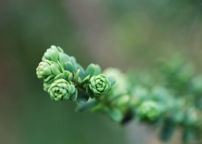 Taxus baccata 'Amersfoort' - tis červený - detail - jaro