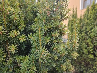 Taxus baccata 'Elegantissima' - tis červený