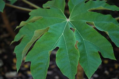Tetrapanax papyrifer 'Rex' - aralia papírodárná