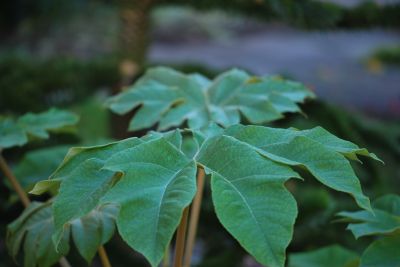 Tetrapanax papyrifer 'Rex' - aralia papírodárná 