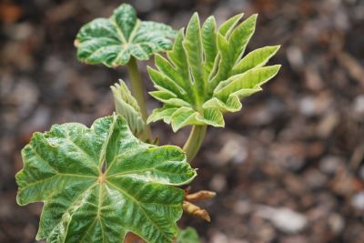 Tetrapanax papyrifer 'Rex' - aralia papírodárná - jaro