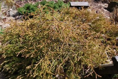 Thuja occidentalis 'Golden Tuffet' - zerav západní