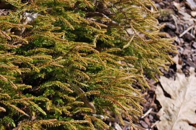 Thuja occidentalis 'Golden Tuffet' - zerav západní - jaro