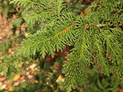 Thuja occidentalis - zerav západní