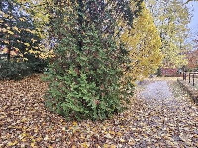 Thuja occidentalis - zerav západní 