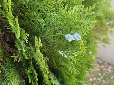 Thuja orientalis 'Aurea Nana' - zerav východní