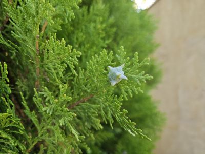 Thuja orientalis 'Aurea Nana' - zerav východní 