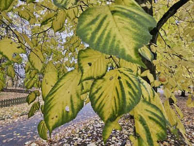 Tilia americana 'Nova' - lípa americká