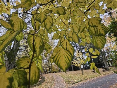 Tilia americana 'Nova' - lípa americká 