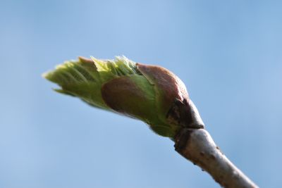 Tilia caroliniana subsp. heterophylla var. Michauxii - lípa karolínská - rašící pupen