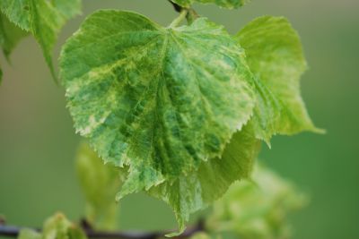Tilia cordata 'Michielsen's Variegated' - lípa srdčitá - jaro