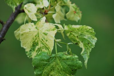 Tilia cordata 'Radziul' - lípa srdčitá