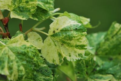 Tilia cordata 'Radziul' - lípa srdčitá - jarní listy
