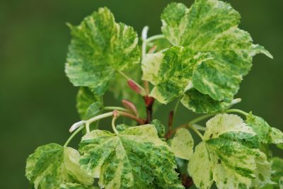 Tilia cordata 'Radziul' - lípa srdčitá - jaro