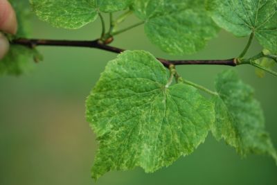 Tilia × europaea 'Variegata'- lípa evropská - jarní listy