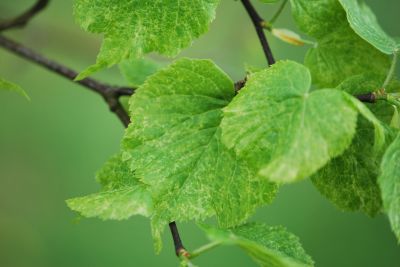 Tilia × europaea 'Variegata'- lípa evropská - jaro