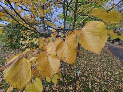 Tilia henryana - lípa Henryho