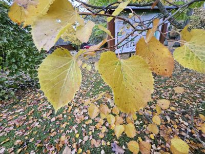 Tilia henryana - lípa Henryho 