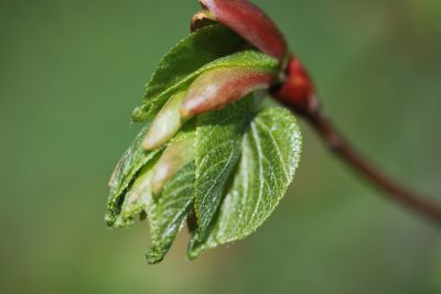 Tilia japonica - lípa japonská